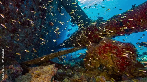 Wallpaper Mural Underwater shot of propellor shafts of huge shipwreck lying on seabed with large numbers of tiny fish swimming together Torontodigital.ca