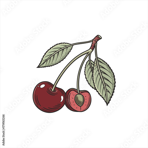 Hand drawn illustration of ripe cherries with leaves on a white background