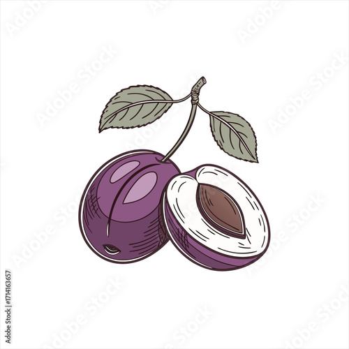 Hand drawn illustration of fresh plums with leaves on a white background