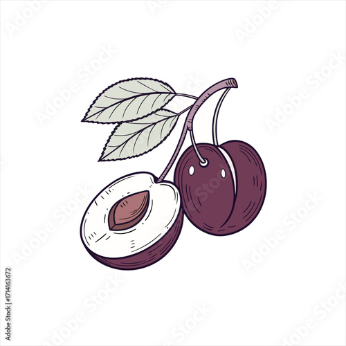 Hand drawn illustration of two ripe plums with leaves on a branch