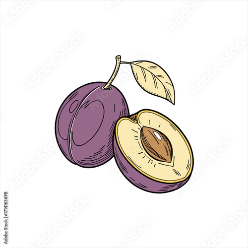 Hand drawn illustration of a whole plum and a halved plum with a leaf