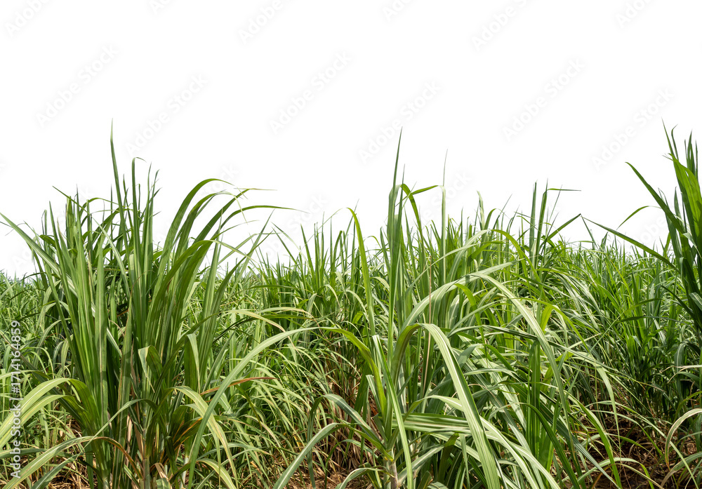 Obraz premium Sugarcane on transparent background with clipping path, suitable for print and web pages.