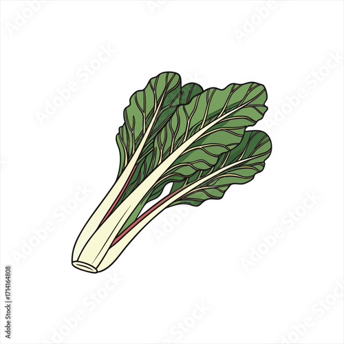 Illustration of fresh rainbow chard on a white background