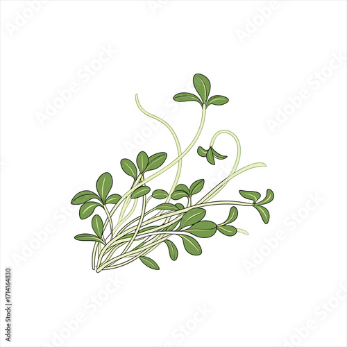 Illustration of fresh green cress sprouts on a white background