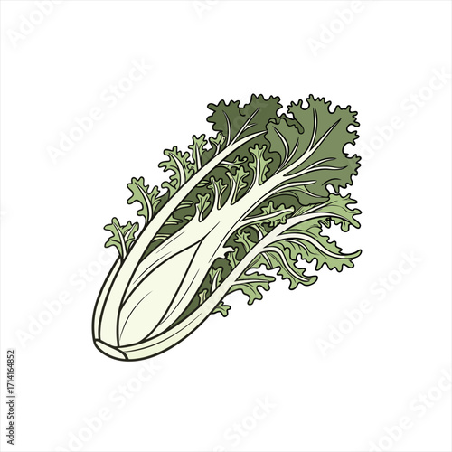 Illustration of a fresh green leafy vegetable with light colored core