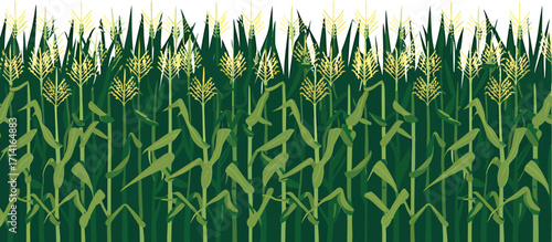 Lush Cornfield Illustration with Rows of Green Stalks and Golden Tassels in a Rural Setting