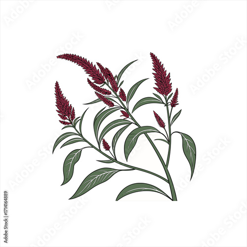 Illustration of a flowering amaranth plant with deep red plumes and green leaves