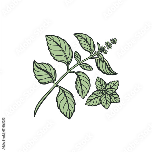 Illustration of fresh green basil leaves and flowers on a white background