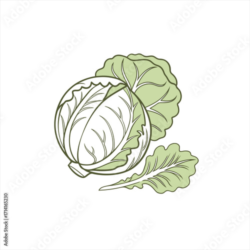 Stylized illustration of a fresh green cabbage with leaves on a white background