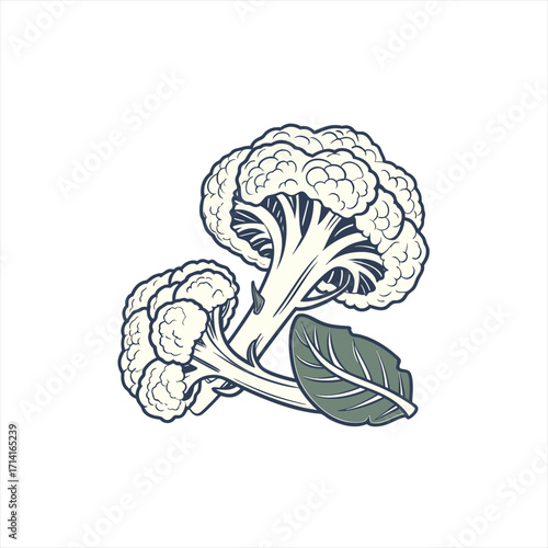 Stylized illustration of fresh cauliflower with a green leaf