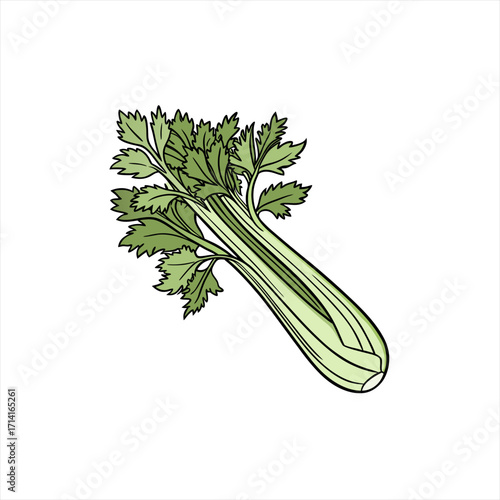 Illustration of a fresh green celery stalk with leaves on a white background