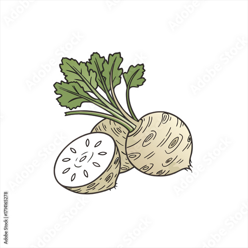 Illustration of fresh celeriac root vegetable with green leaves and a cut half