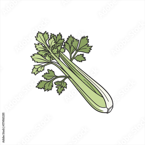 Fresh celery stalk with green leaves isolated on white background