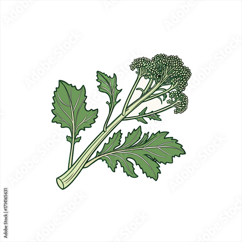 Illustration of a fresh bunch of broccoli rabe with green leaves and florets