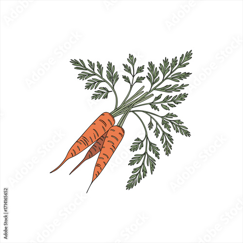 Fresh carrots with green tops isolated on white background