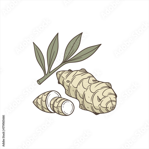 Hand drawn illustration of fresh ginger root and leaves on white background