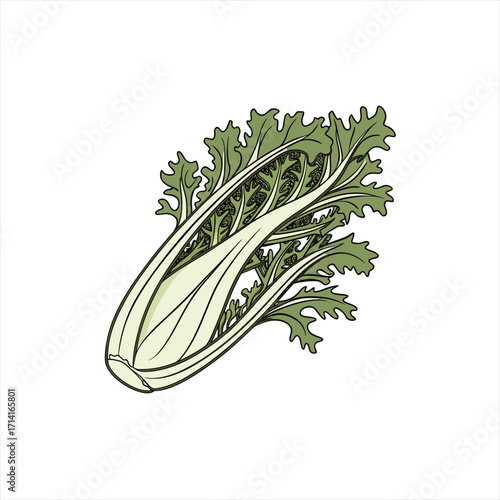 Illustration of a fresh endive vegetable with green leaves and white stalks