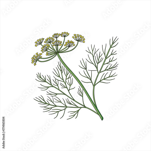 Illustration of a dill plant with delicate green leaves and yellow flowers