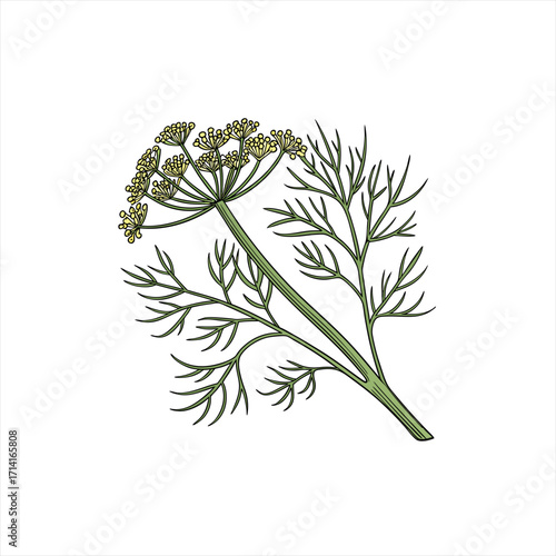 Illustration of a dill plant with delicate green leaves and yellow flowers