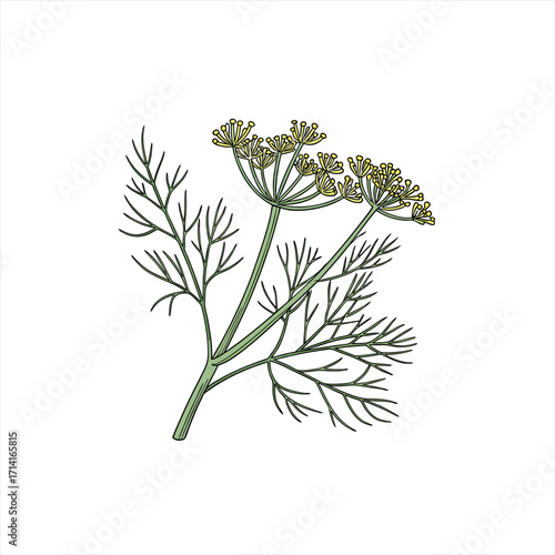 Illustration of a dill plant with yellow flowers and green leaves