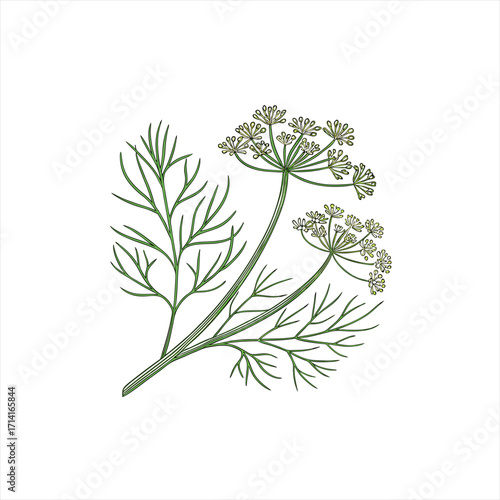 Illustration of a dill plant with delicate green leaves and flower heads