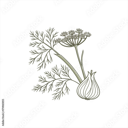 Illustration of a dill plant with bulbous base and feathery leaves