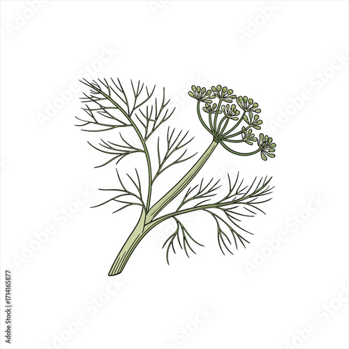Illustration of a dill plant with feathery leaves and flower umbels