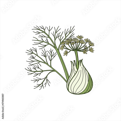 Illustration of a fresh fennel bulb with feathery leaves and flowers