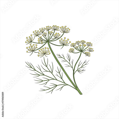 Illustration of a dill plant with yellow flowers and green leaves on a white background
