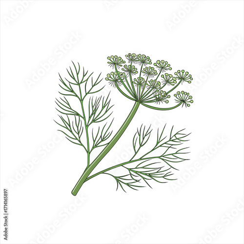 Illustration of a fresh green dill plant with feathery leaves and flower umbels