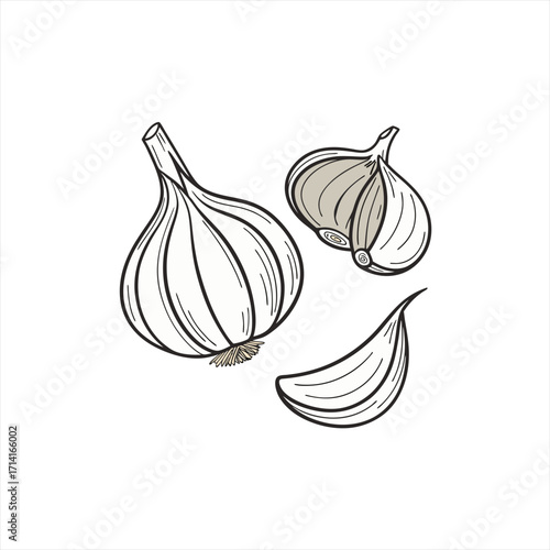 Hand drawn illustration of garlic bulbs and cloves on a white background