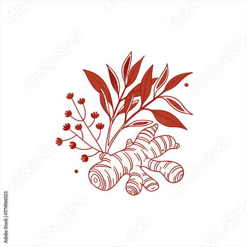 Hand drawn ginger root with leaves and small flowers illustration