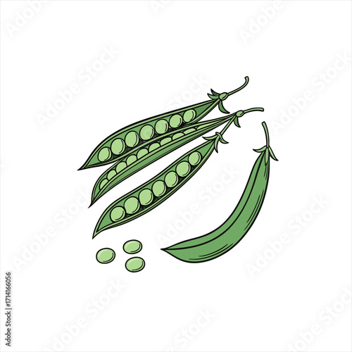 Fresh green peas in pods and loose peas illustration