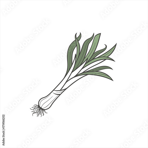 Stylized illustration of a leek with green leaves and roots