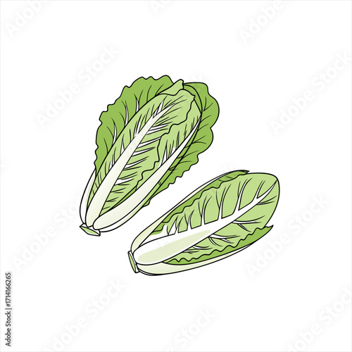 Two fresh napa cabbage vegetables isolated on white background