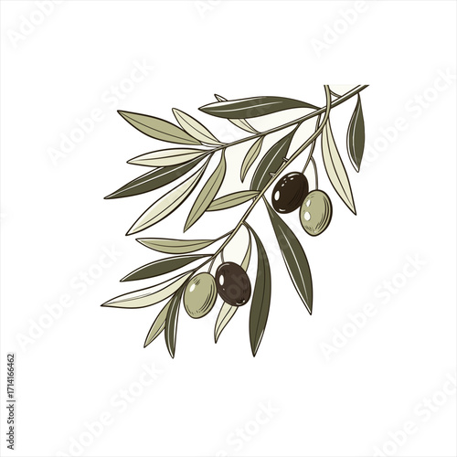 Hand drawn olive branch with green and black olives and leaves
