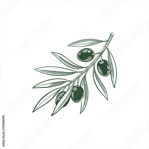 Elegant line art drawing of a dark green olive branch with olives