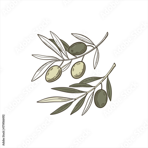 Hand drawn olive branches with green and black olives isolated on white background