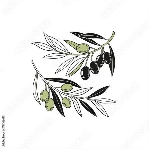 Stylized illustration of olive branches with black and green olives
