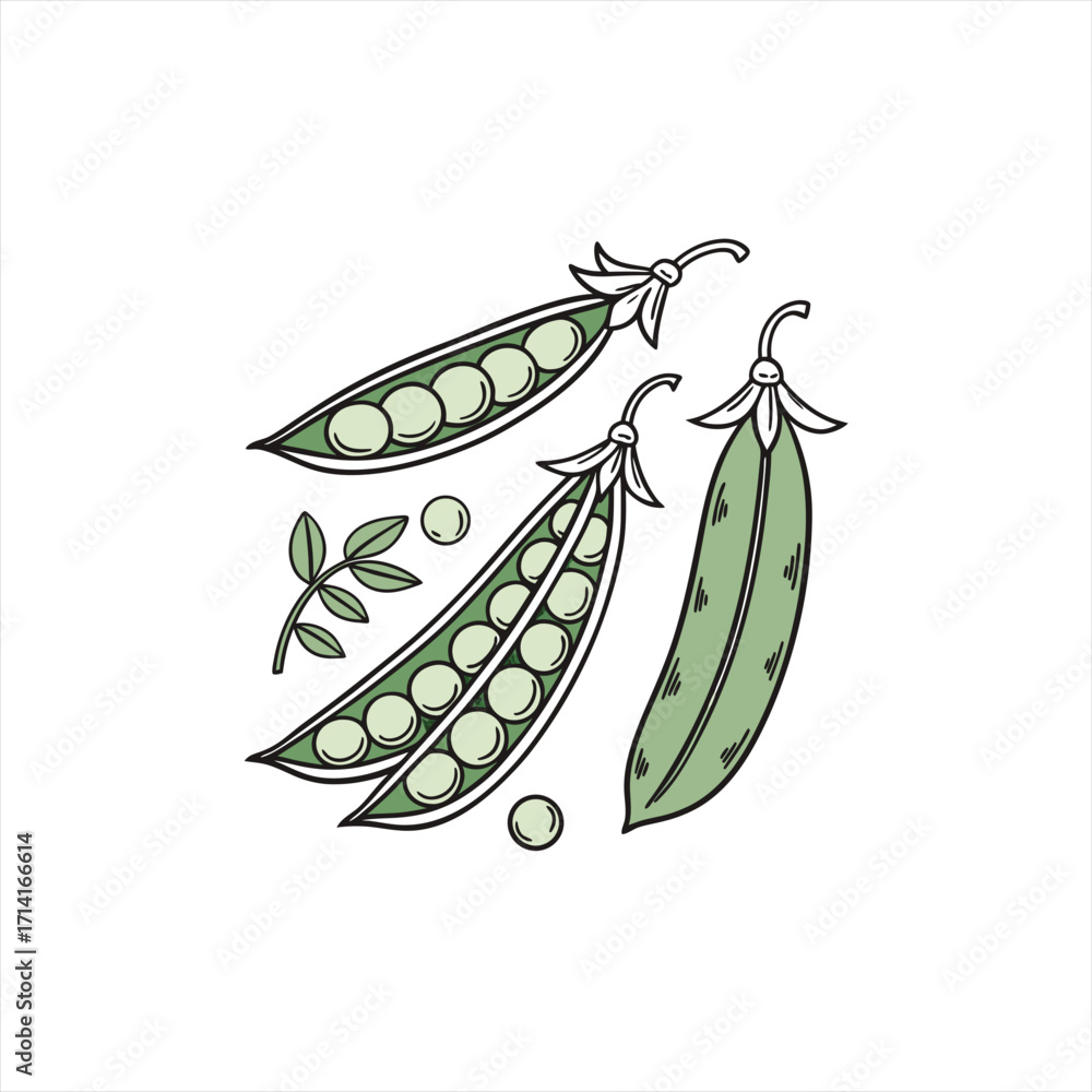 Fototapeta premium Fresh green peas in pods and loose with leaves illustration