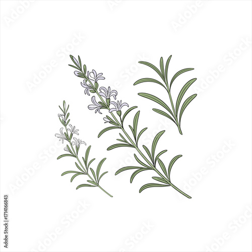 Illustration of rosemary sprigs with delicate purple flowers on a white background