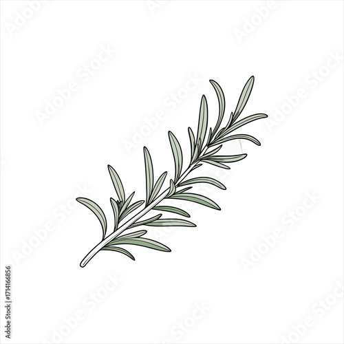 Illustration of a single rosemary sprig with green leaves on a white background