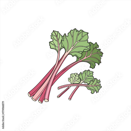 Illustration of fresh pink rhubarb stalks with green leaves on a white background