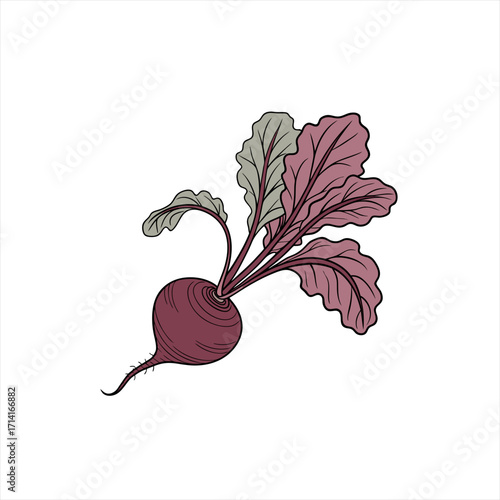 Illustration of a single beetroot with green and purple leaves isolated on white background