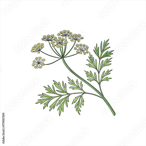 Illustration of a dill plant with yellow flowers and green leaves