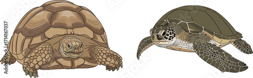 Tortoise and sea turtle illustration, wildlife reptiles artwork, land tortoise and marine turtle comparison, nature animals drawing, detailed reptile design, vector art
