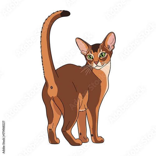 Abyssinian cat with green eyes looking back: Capturing the elegance of an Abyssinian cat, known for its distinctive ticked coat and striking emerald eyes, the image exudes grace.