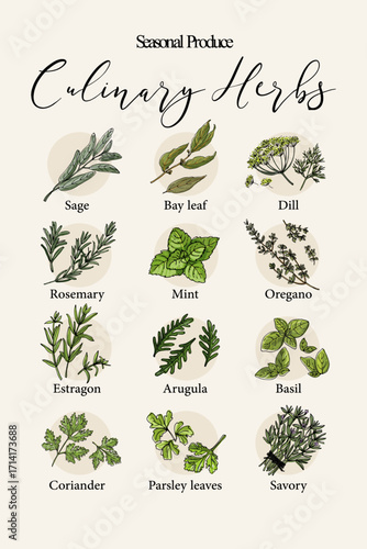 Vector poster with colorful hand drawn illustrations of culinary herbs: sage, bay leaf, dill, rosemary, mint, oregano, estragon, arugula, basil, coriander, parsley, and savory. Botanical artwork perfe