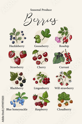Vector poster with colorful hand drawn illustrations of seasonal berries: huckleberry, gooseberry, rosehip, strawberry, cherry, currant, blackberry, lingonberry, wild strawberry, blue honeysuckle, ras