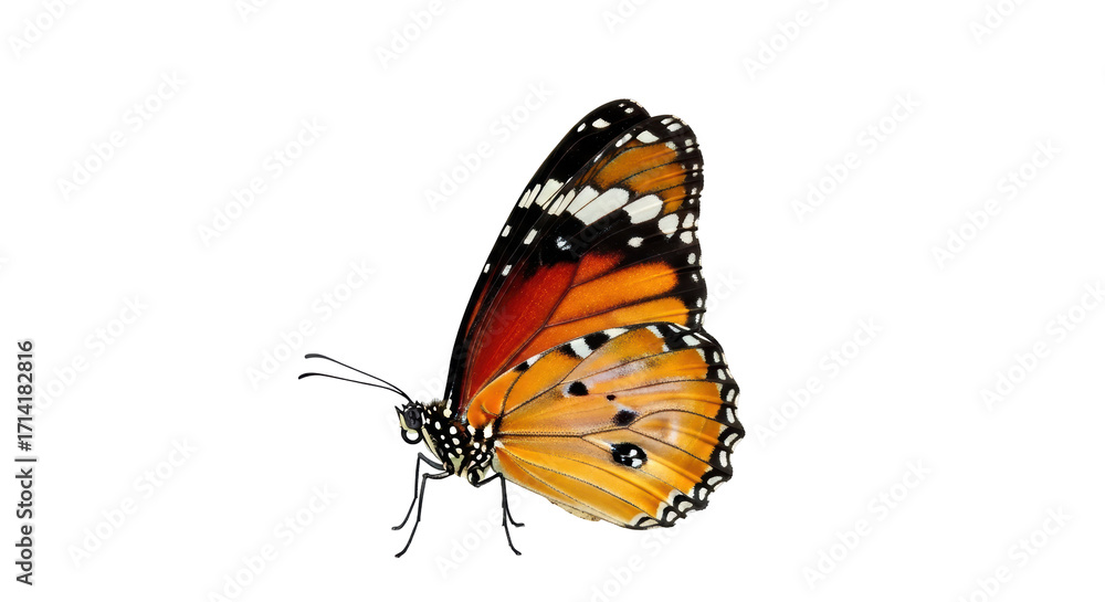 Obraz premium Isolated butterfly insect with orange and red wings, spotted patterns, antenna and legs